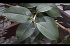 Camellia sp02.JPG